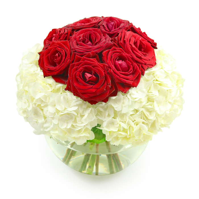 An opulent floral arrangement pairs a dome of deep red roses with a generous base of white hydrangeas, displayed in a clear, rounded glass vase and set against a stark white background that makes every detail stand out. At the top, about ten to twelve red roses form a compact, rounded mass, creating a visual center that draws the gaze immediately. Each rose is in its prime, with plush, velvety petals that spiral inward toward the heart of the bloom, their edges just beginning to relax and unfurl. The colour is a classic, romantic crimson-rich, saturated, and reminiscent of a timeless anniversary bouquet shared by couples living along the Isle of Dogs waterfront. Below, a thick cushion of creamy white hydrangeas surrounds the stems of the roses, creating a soft, cloud-like effect. The hydrangeas are made up of dozens of petite, four-petalled florets, tightly nestled to form full, rounded heads that merge together into a seamless, plush base. This white foundation acts as a luminous canvas, intensifying the depth and drama of the red roses above. The clear glass fishbowl vase curves gently around the stems, half-filled with water that glimmers subtly under the light and reveals the clean cut of each sturdy green stem. The overall silhouette is spherical and balanced, with the top-heavy cluster of roses gracefully anchored by the voluminous hydrangea. The lighting is even and bright, casting soft, natural highlights on the glass and petals, and the blank white background keeps the composition calm and uncluttered. This elegant design feels at home as an anniversary centerpiece in a Canary Wharf apartment, a Docklands townhouse, or a quiet home near Mudchute Park, reflecting the careful craftsmanship of a local Isle of Dogs florist who specialises in thoughtful, romantic arrangements.