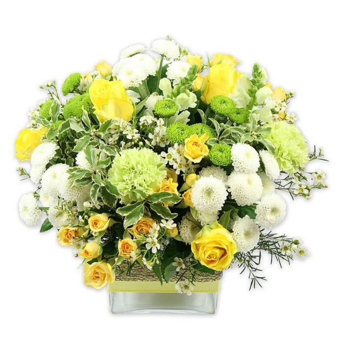 A sophisticated, garden-inspired floral display in bright yellow, crisp white, and lively green overflows from a low, rectangular glass vase, photographed against a pure white studio background for maximum clarity. At the centre, rich yellow roses anchor the arrangement: some blossoms are fully open, revealing spiralled layers of velvety petals, while others remain as graceful buds, suggesting new beginnings and quiet anticipation. Surrounding these are clusters of smaller yellow spray roses that tuck into the spaces between larger blooms, building a sense of fullness and movement. White pompom chrysanthemums, with their dense, rounded flower heads, create soft, cushiony mounds that contrast beautifully with the sleek petals of the roses. Bright lime green button chrysanthemums dot the arrangement like tiny globes of citrus, adding sparkle and a modern edge. Larger pale green blooms-likely frilled carnations or speciality green mums-bring volume and a cool, refreshing tone, reminiscent of the fresh breezes along the riverside paths near Canary Wharf and the Isle of Dogs. The bouquet is richly supported by varied foliage: broad, variegated leaves with creamy white margins mirror the white blooms, while finer, darker greenery and wispy sprigs weave between stems, giving the composition depth and a slightly wild, naturalistic edge. Scattered through the design are petite white filler flowers, each tiny star-shaped blossom catching the light and lending a delicate, lace-like effect. The clear glass vase reveals neatly arranged stems and is wrapped mid-section with a rustic textured band, perhaps woven fibre or bark, topped with a pale lime or yellow-green ribbon for a subtle, contemporary accent. The overall effect is joyful but refined-perfect as a centerpiece for a light-filled Isle of Dogs apartment, a celebratory gift for a new job or home, or a fresh accent for a small riverside gathering.