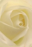 This close-up image draws you right into the calm, creamy heart of a single white rose, its petals spiralling inward with quiet, almost meditative grace. The bloom fills the frame so completely that no stem or leaves are visible, only layer upon layer of ivory and soft cream unfolding like silk. Each petal appears slightly matte yet luxuriously smooth, with edges that curl inward as if holding a secret. Soft, diffused light bathes the rose from above, creating gentle shadows between the folds and giving the centre a hypnotic depth, like looking into a tiny whirlpool of light. The outer petals are paler, almost translucent where the light catches them, hinting at fragility and tenderness, while the inner layers deepen to a warm, buttery cream. As a florist working here on the Isle of Dogs, I often associate a rose like this with dawn over the Thames at Millwall or around Island Gardens, when the sky is pale and the world feels still. The atmosphere in this image is just as serene: no harsh contrasts, only soft luminosity and a feeling of reverence. You can almost imagine a barely-there fragrance-clean, gentle, and soothing-drifting through a quiet room. This sort of rose is what I reach for when a local family asks for a sympathy arrangement that feels deeply respectful yet full of hope, or when someone from a riverside flat near Canary Wharf wants to send a heartfelt apology. The composition captures not only the flower's flawless form, but also the careful, loving touch of the florist who chose it for a moment that truly matters.